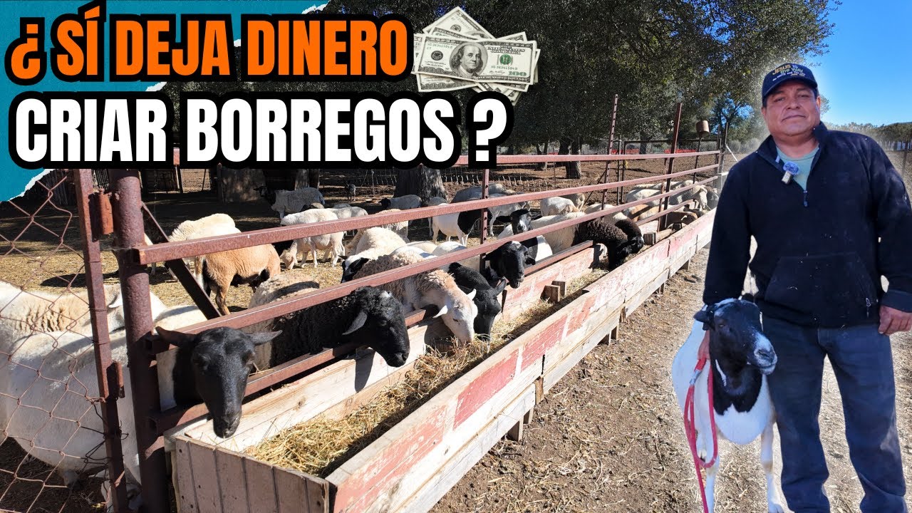 21 AÑOS CRIANDO BORREGOS | ¿Si deja dinero?💸