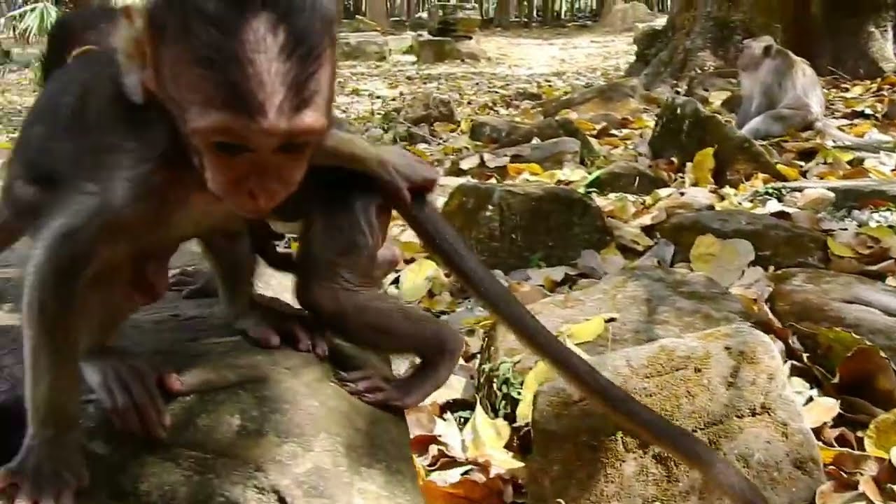 Adorable baby monkey Happy Time With Mum