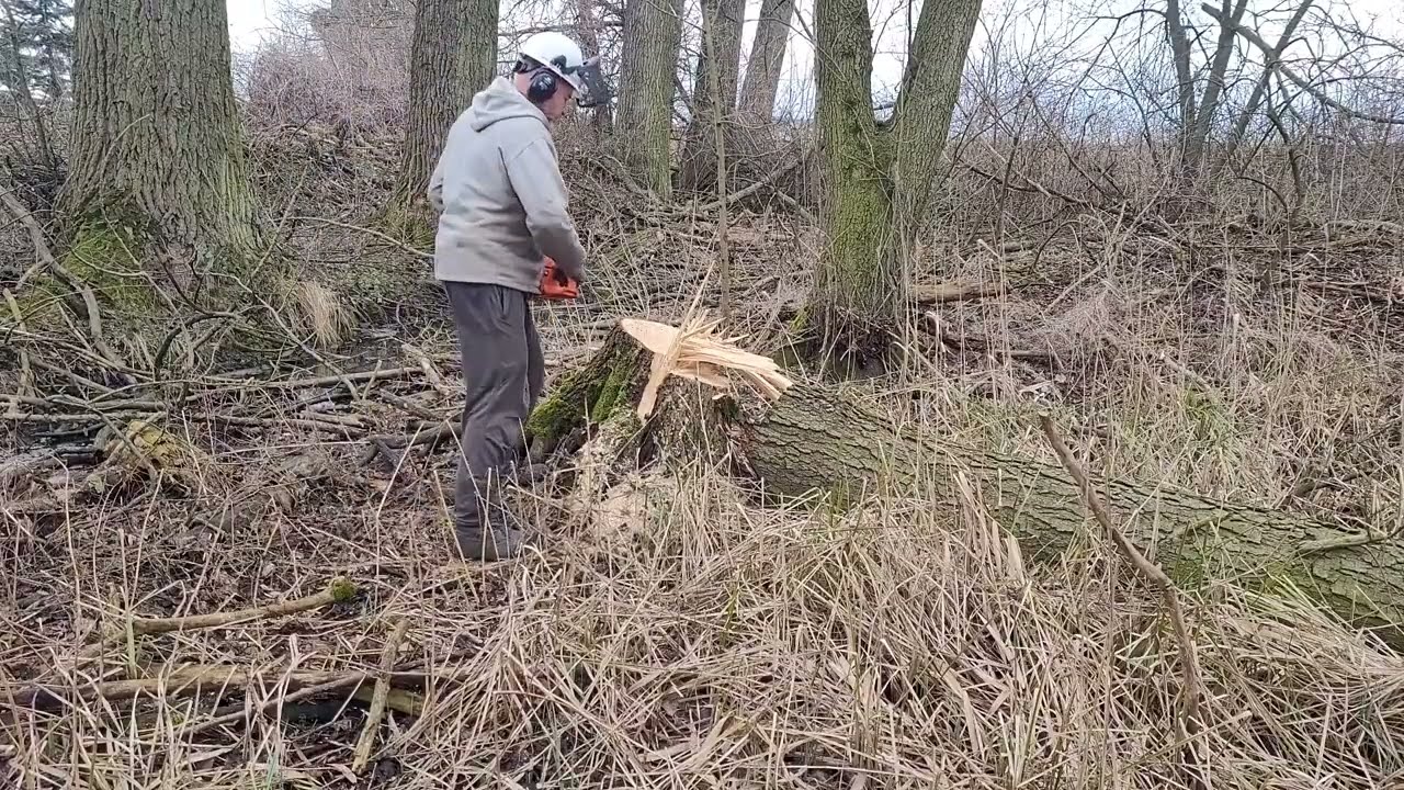 Pilarka Demon CS 65T kontra Olszyna na bagnisku.