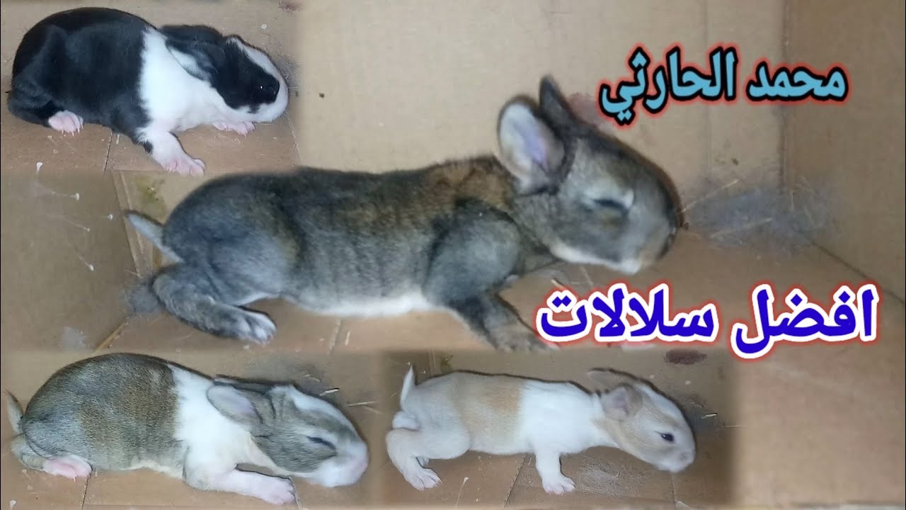 احسن انواع صغار الارانب التربيه و طريقة نجاح مشروع مع محمد الحارثي