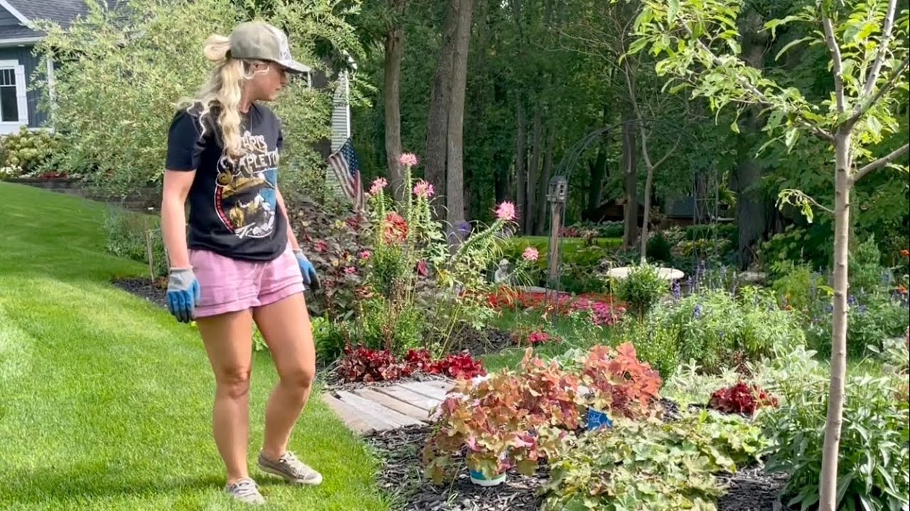Скидка 50% на посадку гейхеры Carmel Coral Bells в переулке, обрезка самшита, садоводство в режим...
