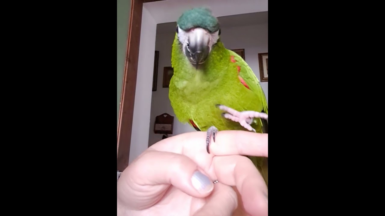 Nunno ara nobilis chiede le coccole