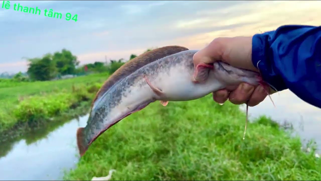đặt sung quanh miện đìa dính toàn cá phi 