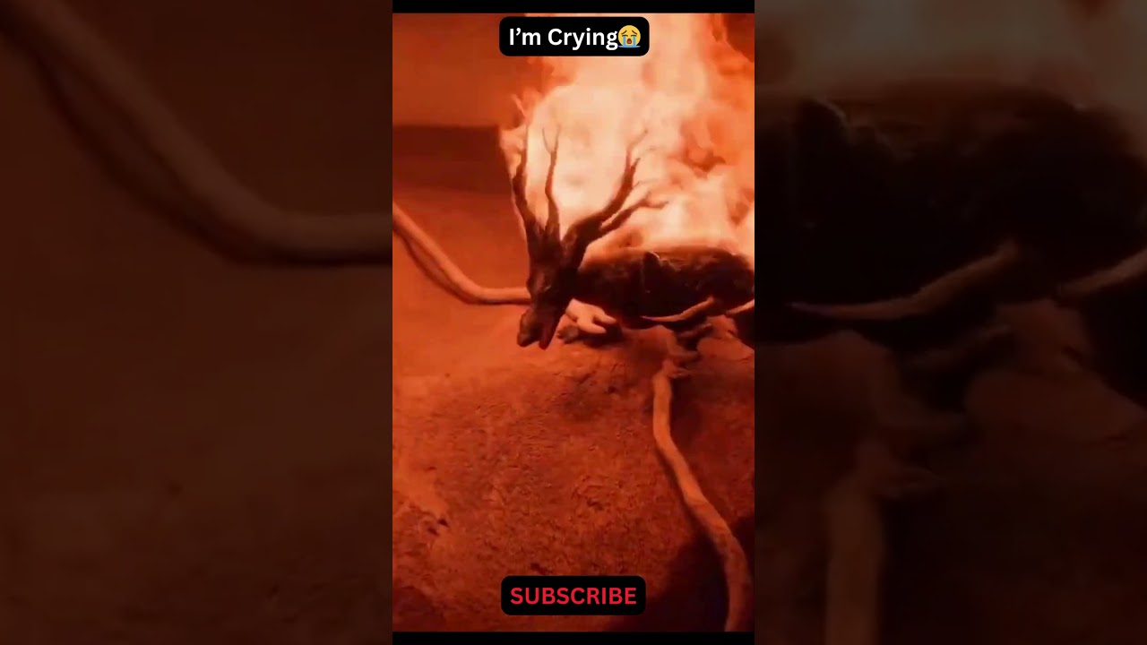 OLLIE&rsquo;S FINAL SACRIFICE 😭🔥 SWAPPED 2026