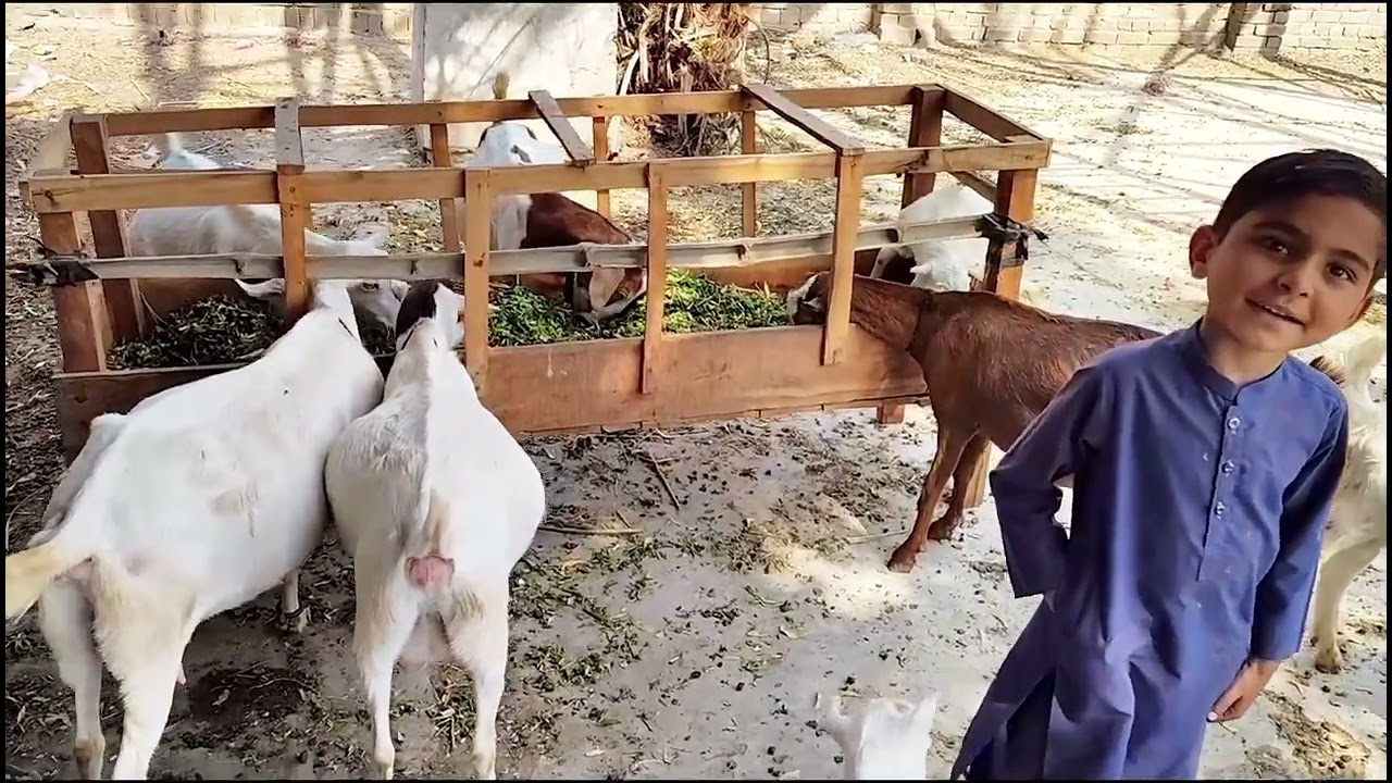My First Vlog in My Goat Fram in Rajanpur 