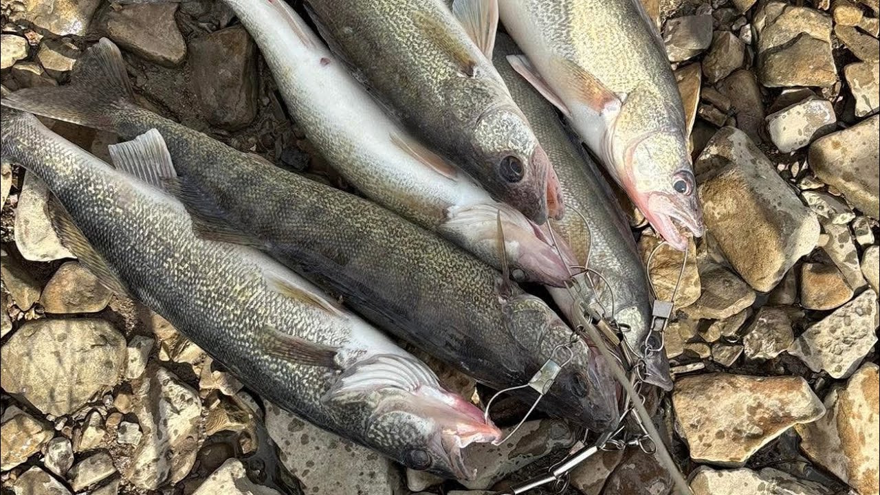 Нерест судака на реке Мауми (что вам следует знать) 🎣🎣