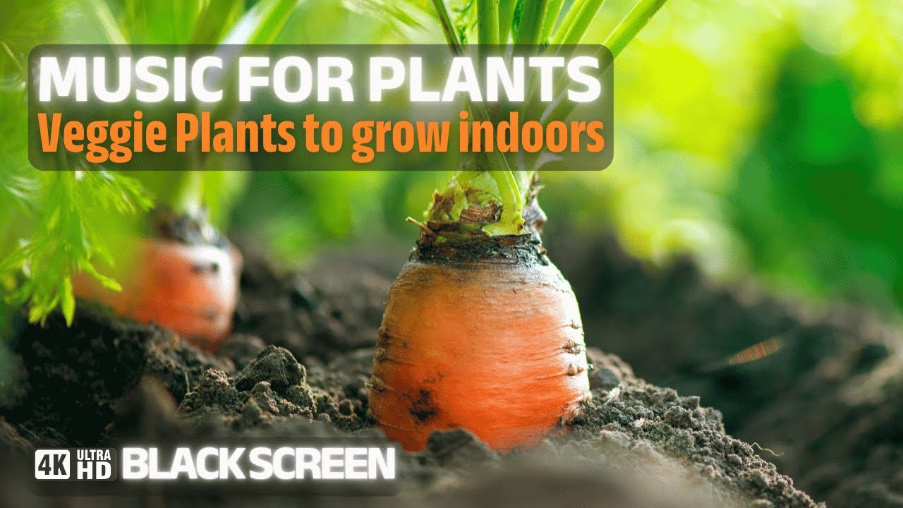 Peaceful Music for Veggie Plants to grow indoors -BLACK SCREEN- Boost plant yield