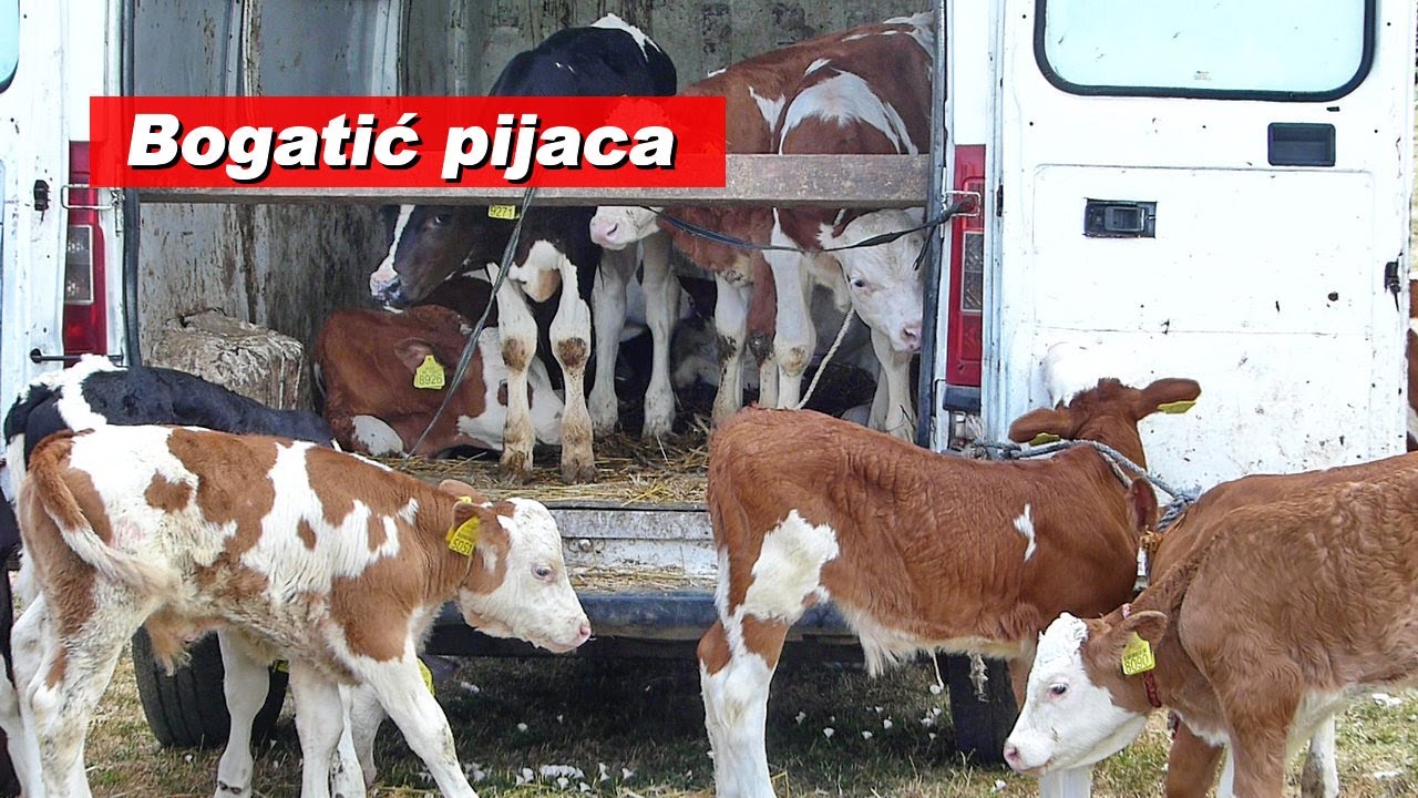 Pijaca Bogatić