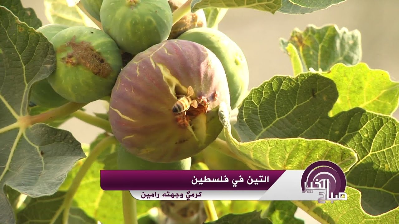 التين في فلسطين كرميٌ وجهته رامين