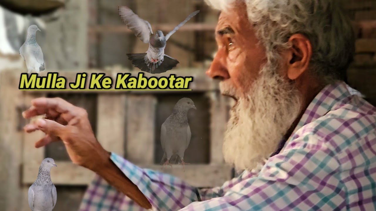 मुल्ला जी के कबूतर|Mullah Ji Ke Kabootar|Kalsare Kabootar|Bajre Kabootar