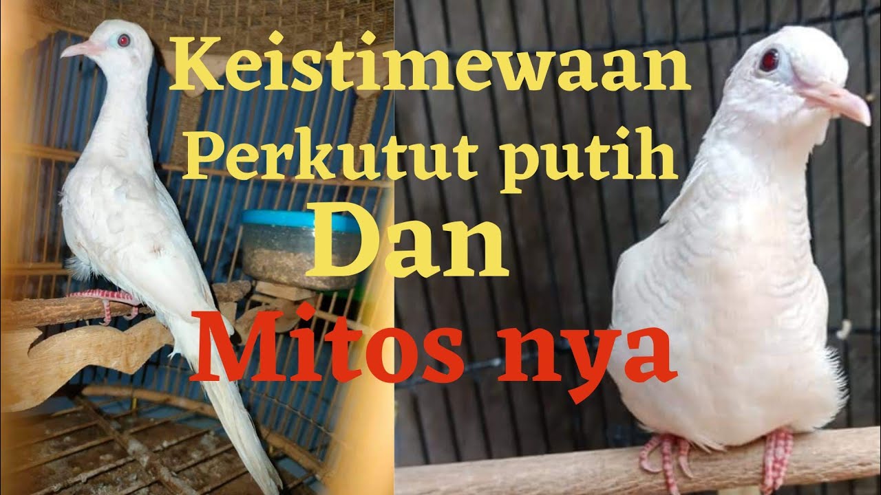 Keistimewaan Perkutut Putih, Dan Mitosnya