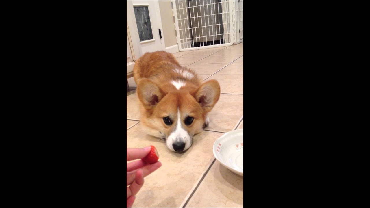 Ralph the Corgi Meets A Strawberry