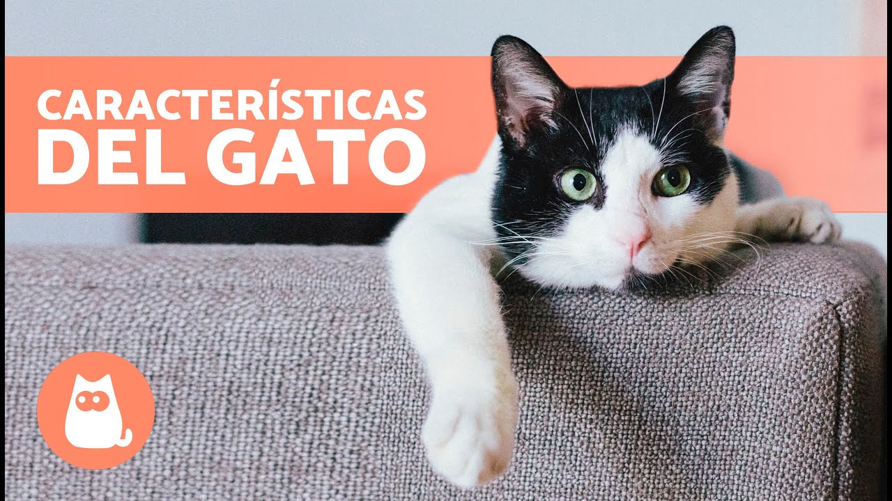7 CARACTER&Iacute;STICAS de los GATOS 🐱 (Origen, Caracter&iacute;sticas F&iacute;sicas, Personalidad y Razas)