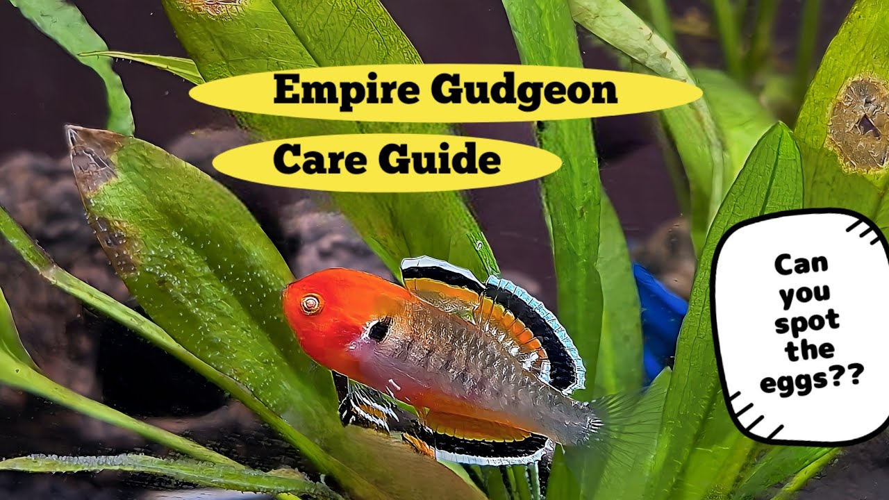 Empire Gudgeon Care Guide: Essential Tips for Freshwater Fish Enthusiasts By Betta Art