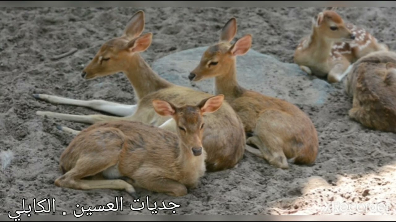 كابلي . جديات العسين.  ياخالق الوجود.