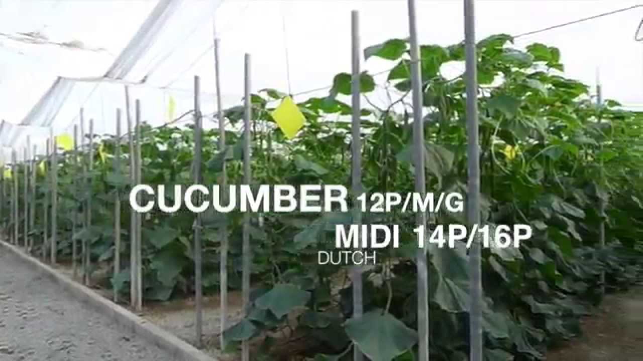 London Growers Life