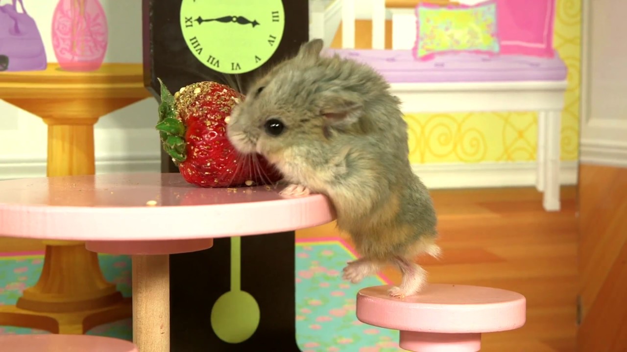 Tiny Dwarf Hamster in a Tiny Mansion