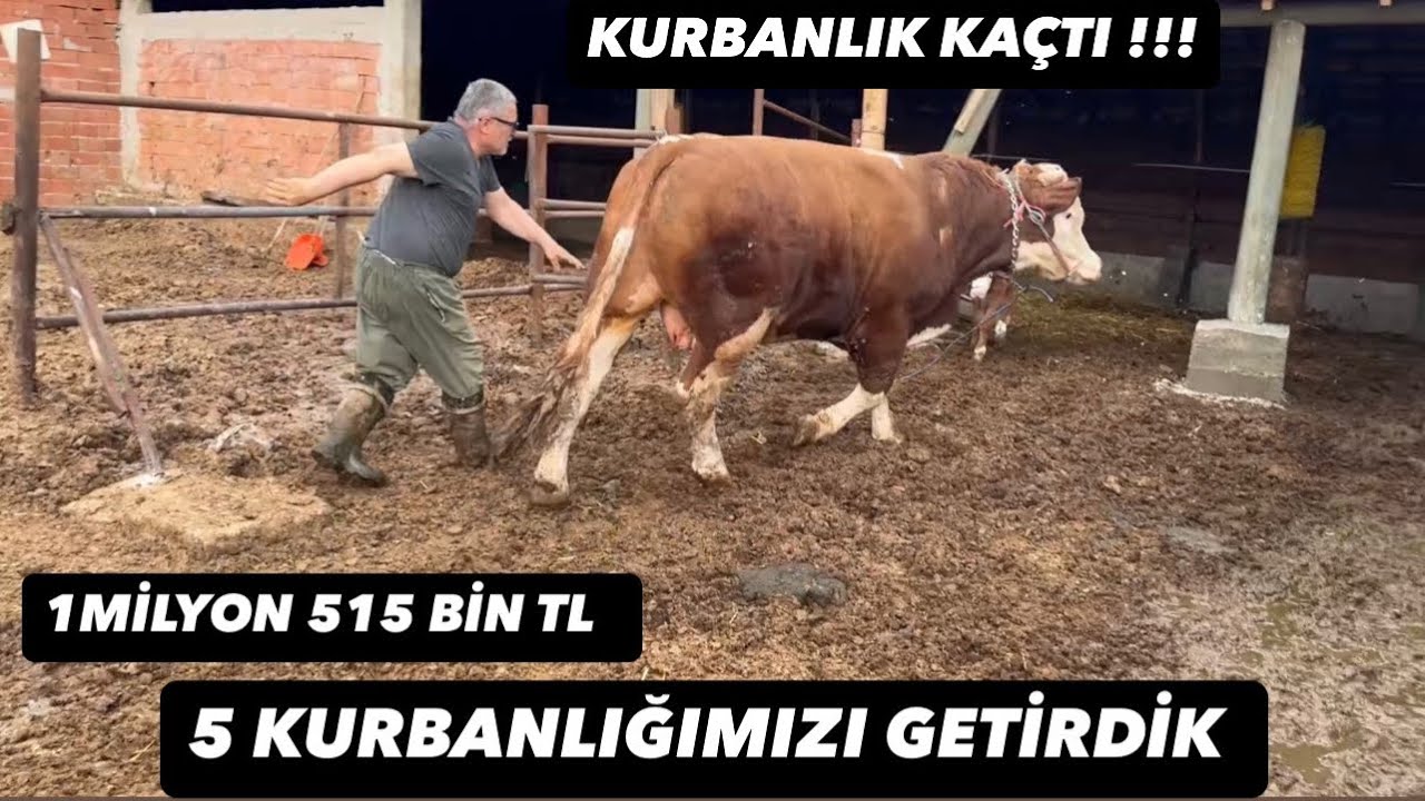 5 ADET KURBANLIK ALDIK (KURBANLIK FİYATLARI BELLİ OLDU)