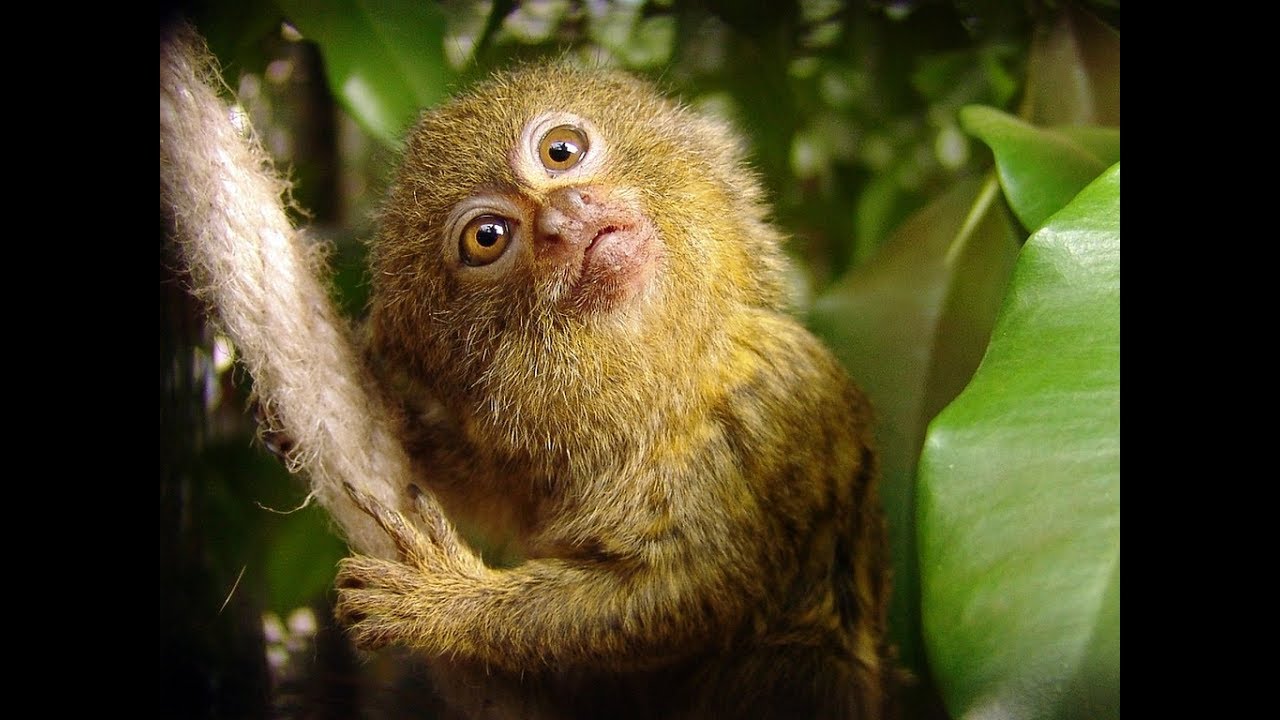 Pygmy Marmoset - Funny Little Monkey
