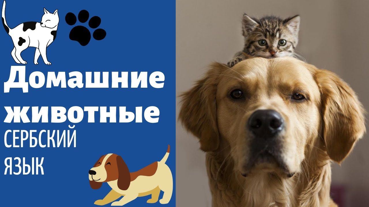 Домашние животные || Уроки сербского языка