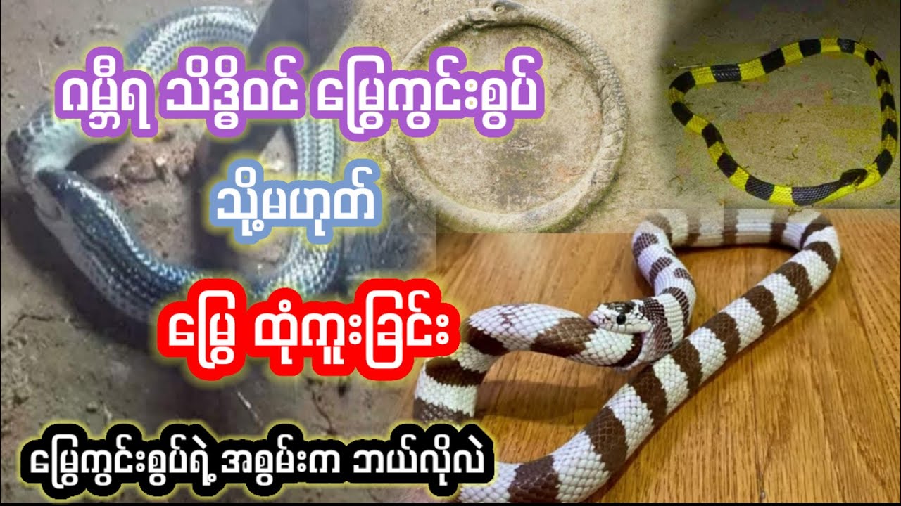 ဂမ္ဘီရ သိဒ္ဓိဝင် မြွေကွင်းစွပ် သို့မဟုတ် မြွေထုံကူးခြင်း