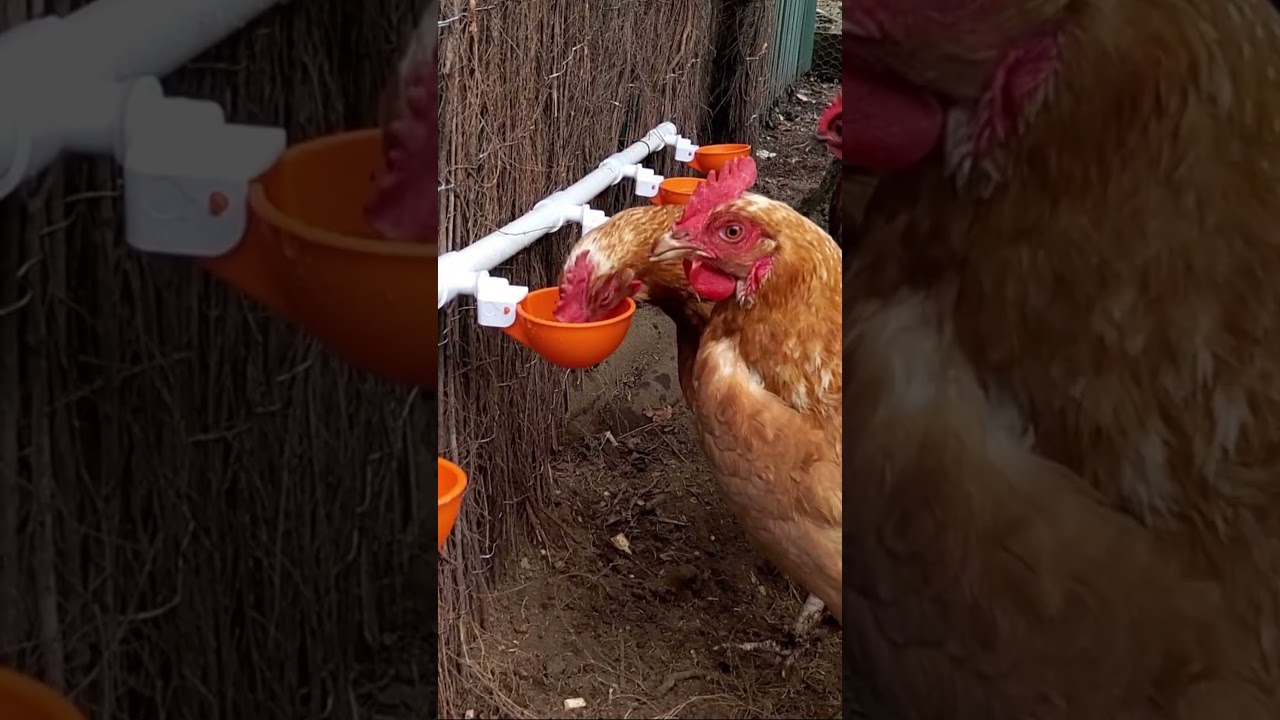How to Make DIY Chicken Watering System on Pipe - Lil'Clucker Large Automatic Poultry Waterer Cups