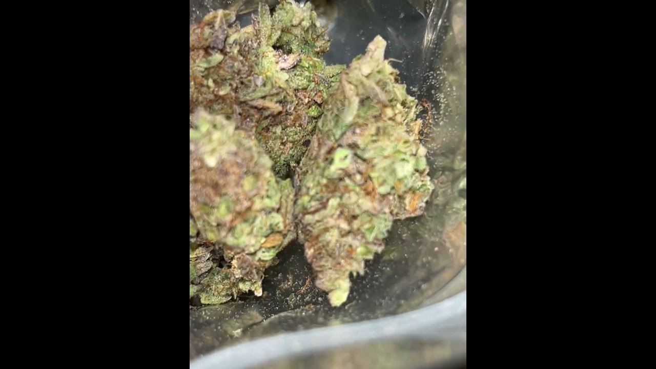 Blue gelato 41