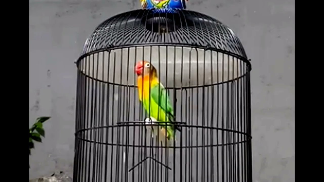 #lovebirds #lovebirdfighter #lovebirdpaud #lovebirdkonslet #kicaumania #masteranburung #rikigustama 