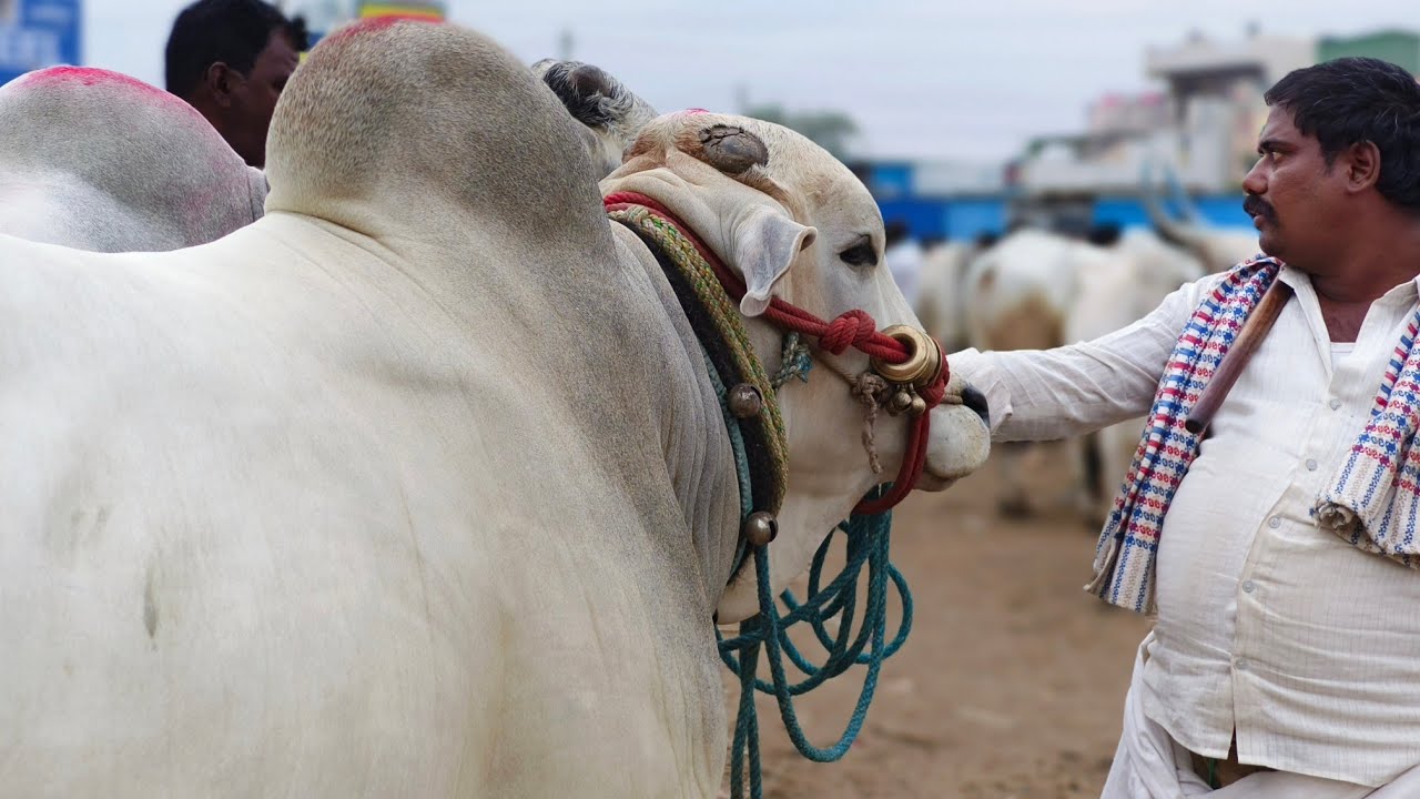 ఒంగోలు జాతి రెండు పళ్ళ కోడెల రేట్లు//Ongole bull's video_0xen price_indian market_Yemmiganur market