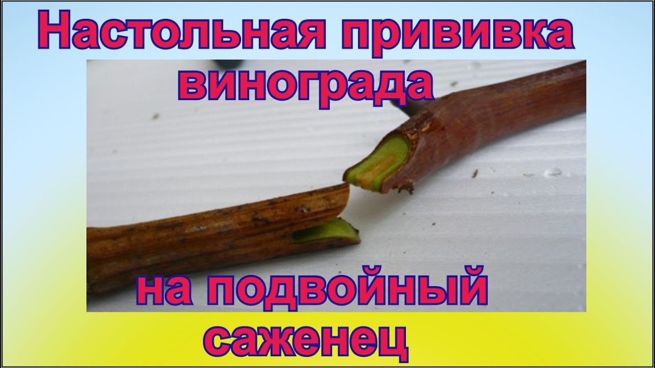 Настольная прививка винограда на подвойный саженец