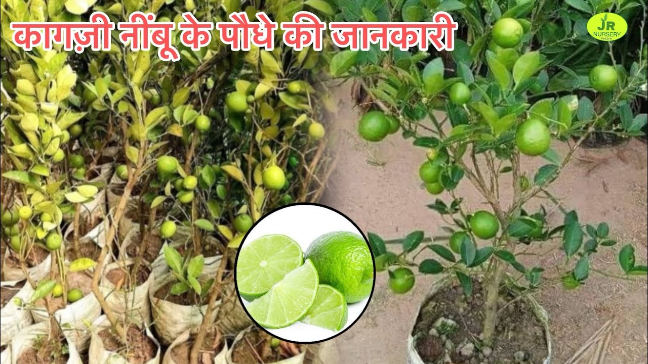 कागजी बारामासी निंबू प्लांट फार्मिंग की जानकारी ‘’ निंबू की पौधा उपलब्ध है ‘ Contact (7319025592) 