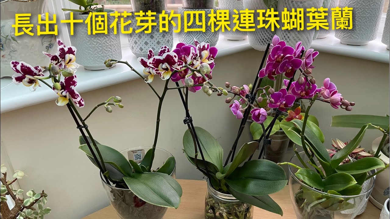 四棵連株的蝴蝶蘭 長出了十個花芽 23-12-2021)