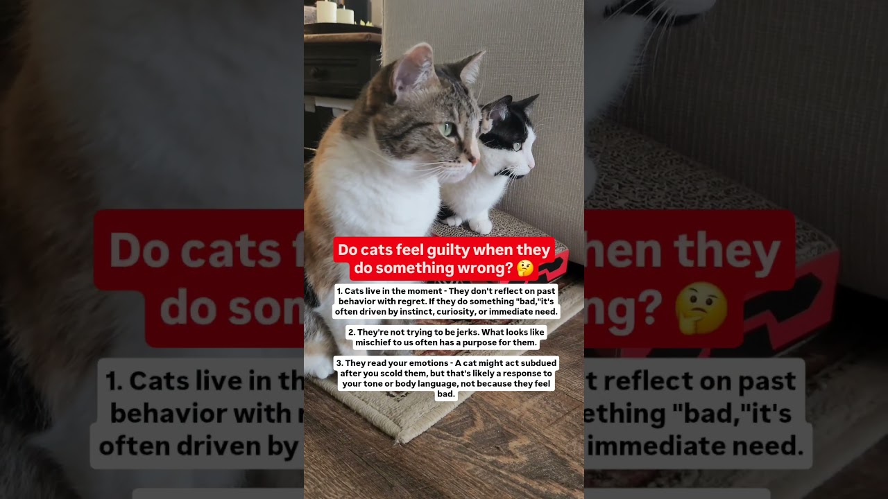 Do cats feel guilty when they do something wrong? #guilty #catbehavior #catfacts #cat