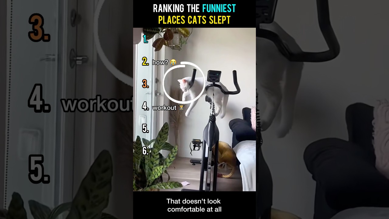 Ranking The Funniest Places Cats Slept