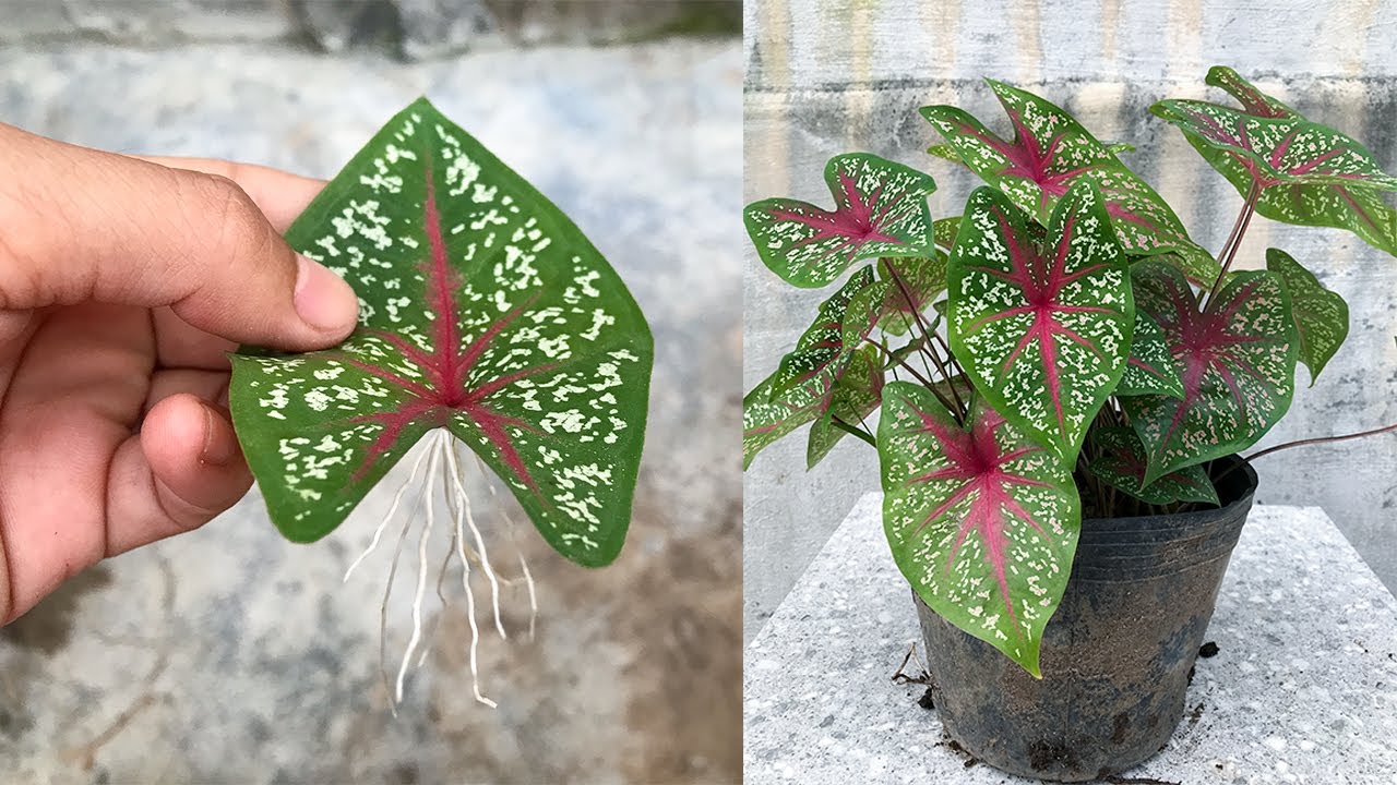 Tips for propagating Caladium Bicolor plants with leaves in water