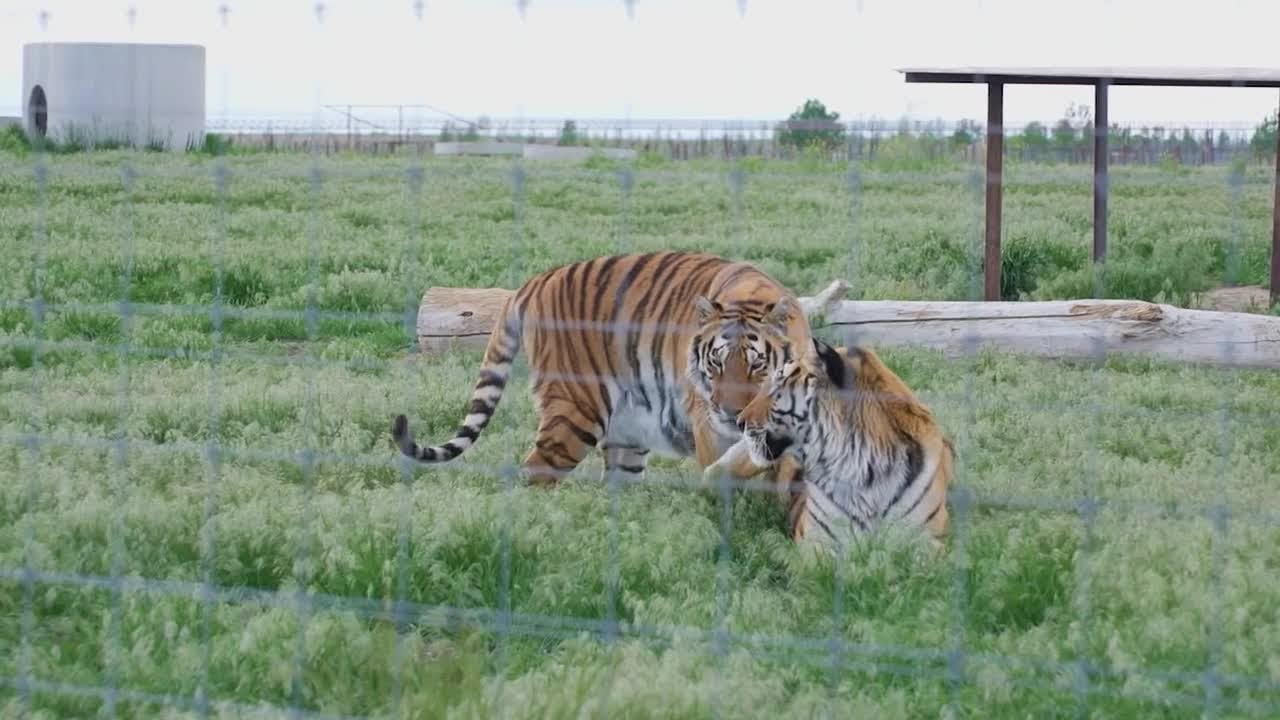 Big cats in backyards: Colorado wild animal sanctuary worries about housing development next door