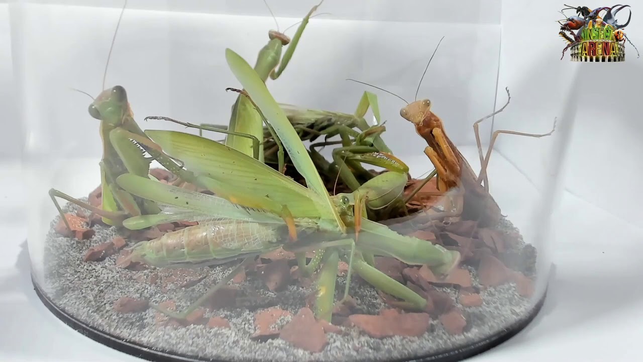BATTLE ROYAL BUG FIGHT !! Les Mante religieuses dans l'arène ! Combat d'insectes faibles !!