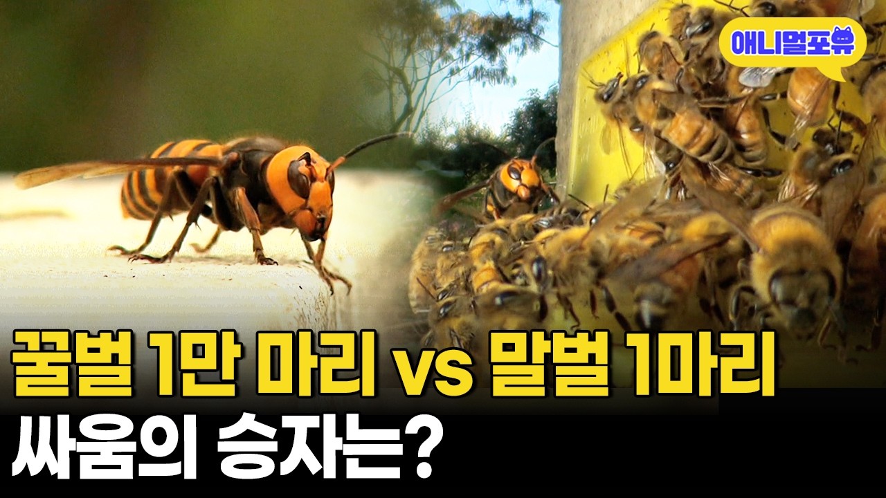 말벌에게 시비 거는 1만 마리 꿀 벌떼들, 말벌은 역습할 수 있을까?ㅣKBS 동물의 건축술 180601 방송
