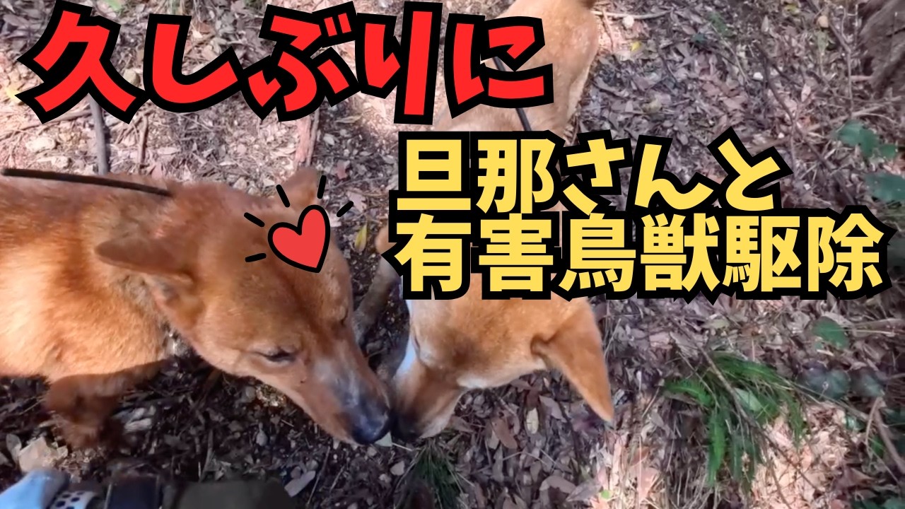 久しぶりに猟犬夫婦でイノシシ🐗の有害鳥獣駆除！！　　　　　　　　　@JIMNY4LIFE
