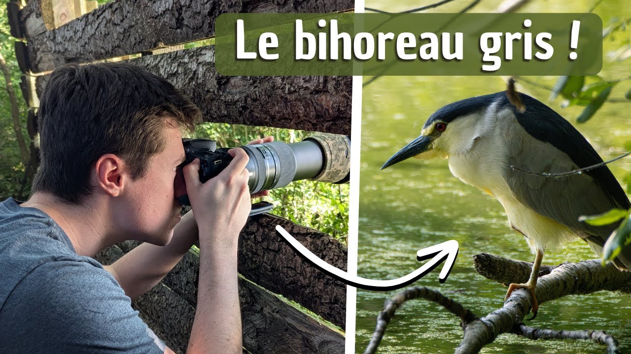 BIHOREAU ET HERON GARDEBOEUFS : Balade autour du lac de Valette !