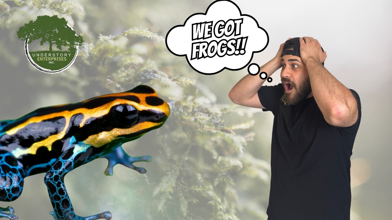 How To Build A Dart Frog Vivarium!