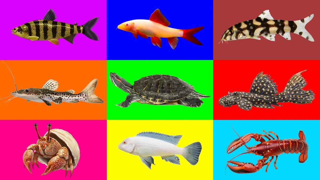 Fish: Hermit Crabs, Catfish, Turtle, Cihclid, Leporinus Fish, Lobster, Pleco Fish, Loach, Sharks