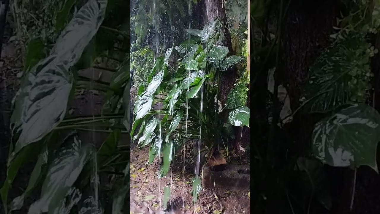 ASMR Rainy Sound