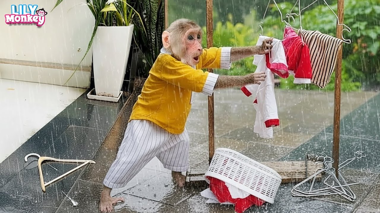 Smart Lily ran out to get the clothes when it started raining | Lily's story