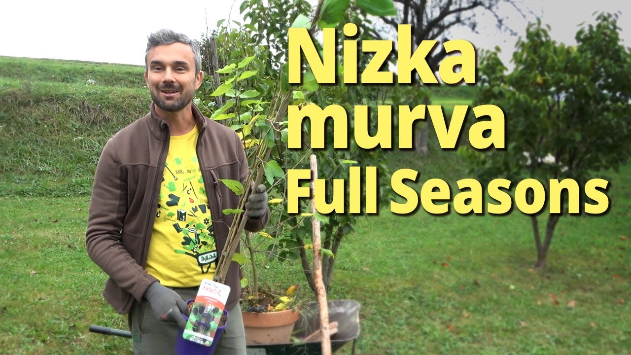 Sajenje nizke murve Full Seasons