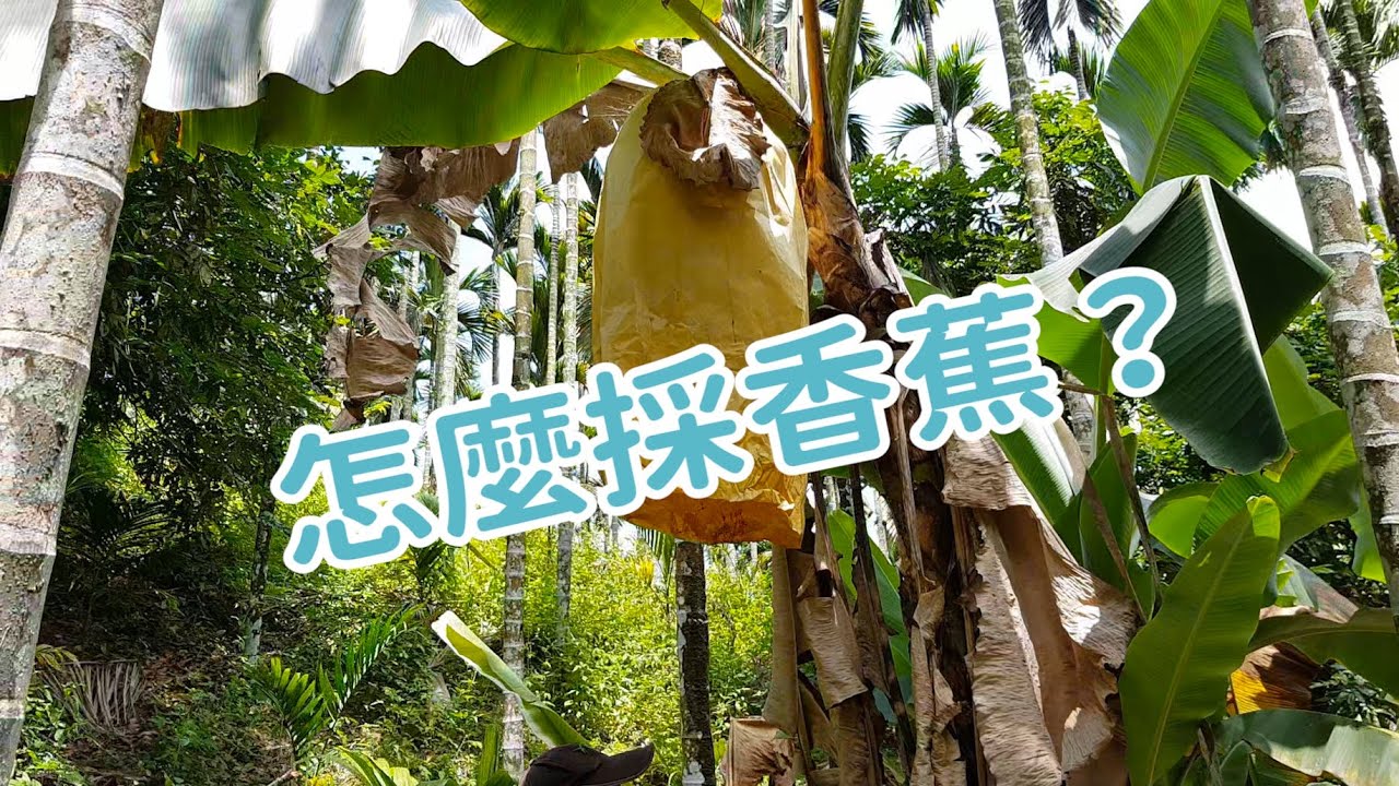 【嘉義農村生活】你知道怎麼採收香蕉嗎？