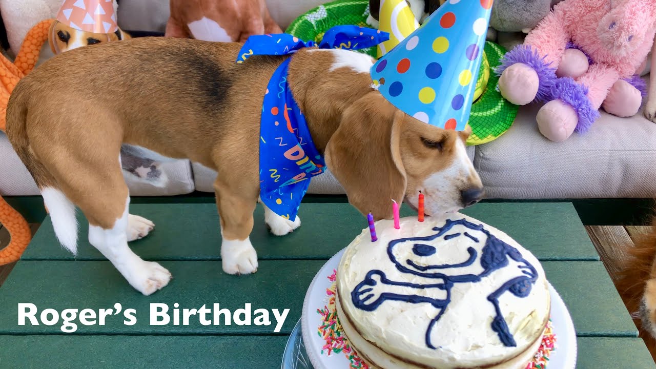 Dog Birthday Party! Roger the Beagle Celebrates his 3rd Birthday with Stuffed Animal Friends.