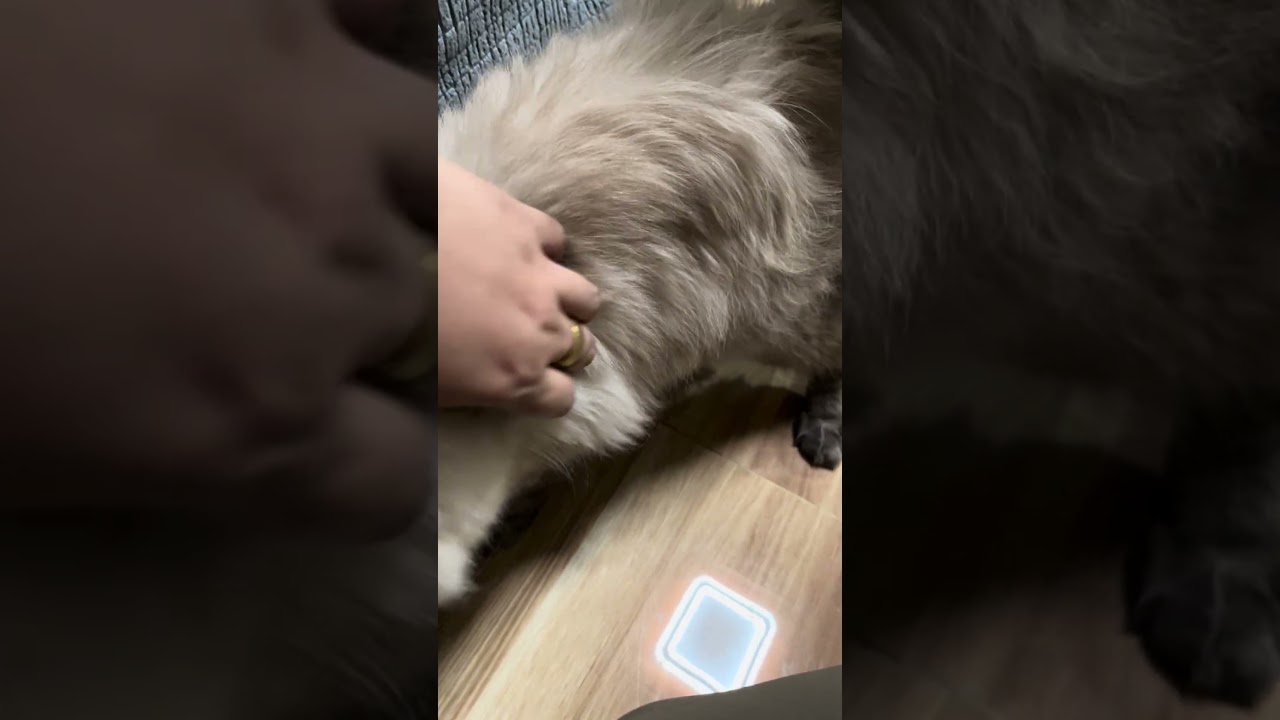 #shortvideo  #catlife  #itsmedorika