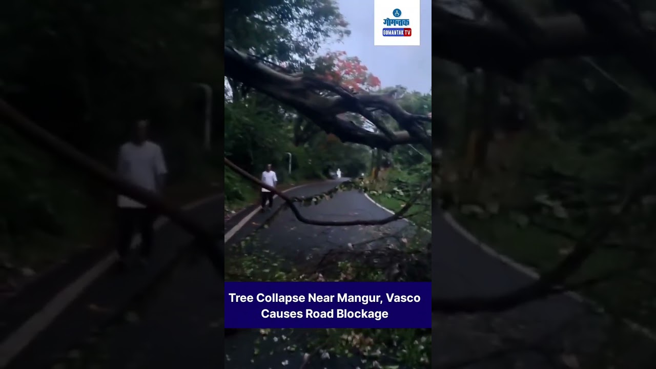 #shorts Tree Collapse Near Mangur, Vasco Causes Road Blockage