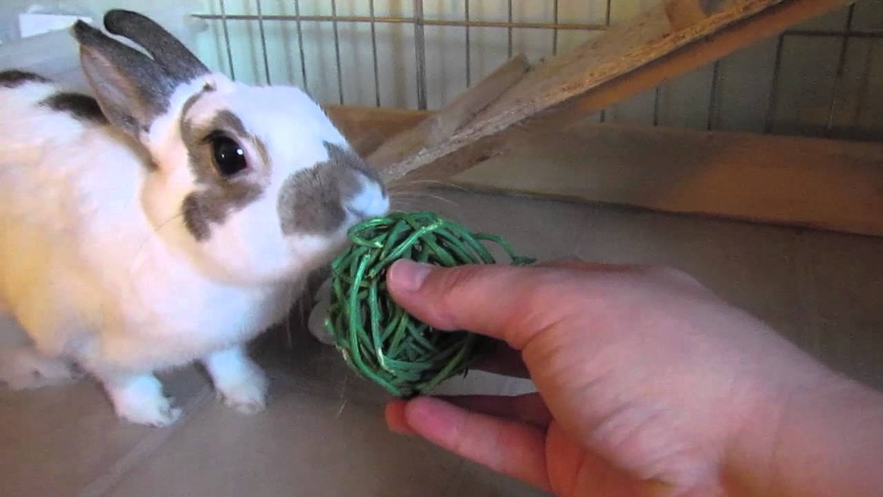 BudgetBunny: Rabbit Cage Tours September 2012